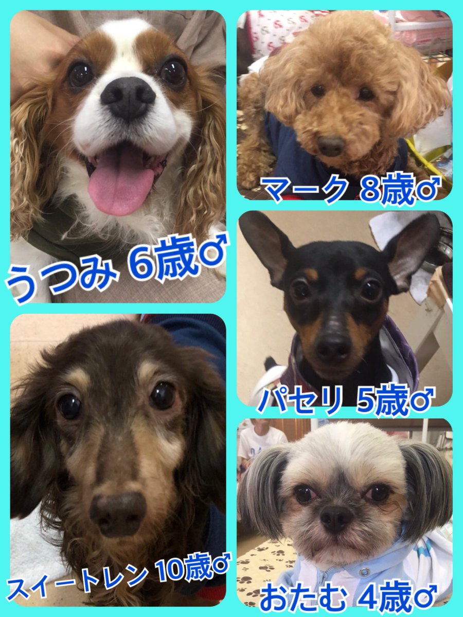 🐾今日の里親様募集中ワンコ🐶メンバーです🐾2019,7,6